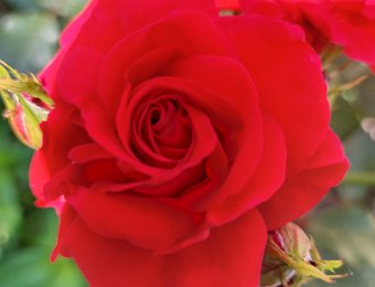 BLUMEN-GARTEN